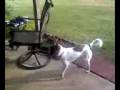videos de Sadi The Superdog.3g2