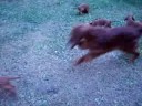 Irish Setter puppies www.caemgens.nl