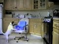 Creative Dog Creative Dog