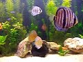 Meu aquário plantado de Discus. 