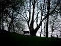Deer in Sogn Deer in Sogn