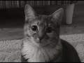 Kitty Criminal (Singing Cat Music Video)
