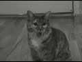 Kitty Criminal (Singing Cat Music Video)