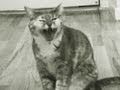 Kitty Criminal (Singing Cat Music Video)