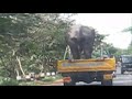 Elephant's Ride