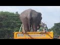 Elephant's Ride