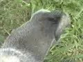 Il mio cane Rino Il mio cane Rino