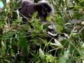 Australie - Wildlife park - Koala