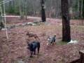 videos de PC010081.AVI