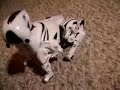 My RoboPet My RoboPet