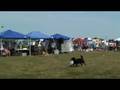 videos de Canine Pool Days