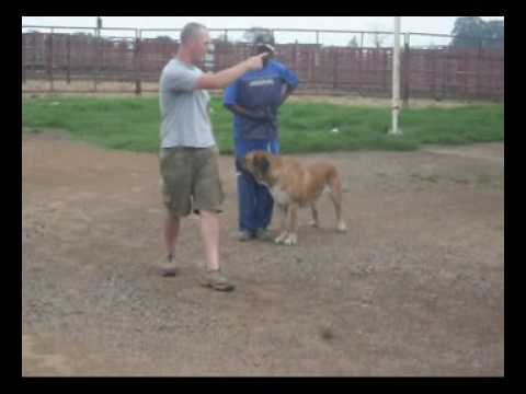 Stryken Dog Training Teaser