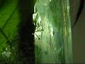 Albino Cat Fish (Corydoras) baby - part 2