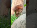 豪汗g⑤ライオン・獅子・アルーシャくん・沖縄こどもの国・・・Lion・Okinawa Zoo & Museum(20260814)