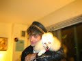 Mad dog and a toy poodle Mad dog and a toy poodle