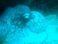 Mergulho em Fernando de Noronha 4