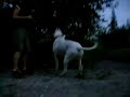 Alano, Argentino, Presa - play