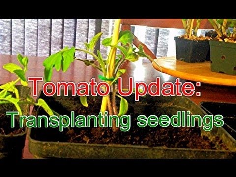 how to replant a plant into a bigger pot