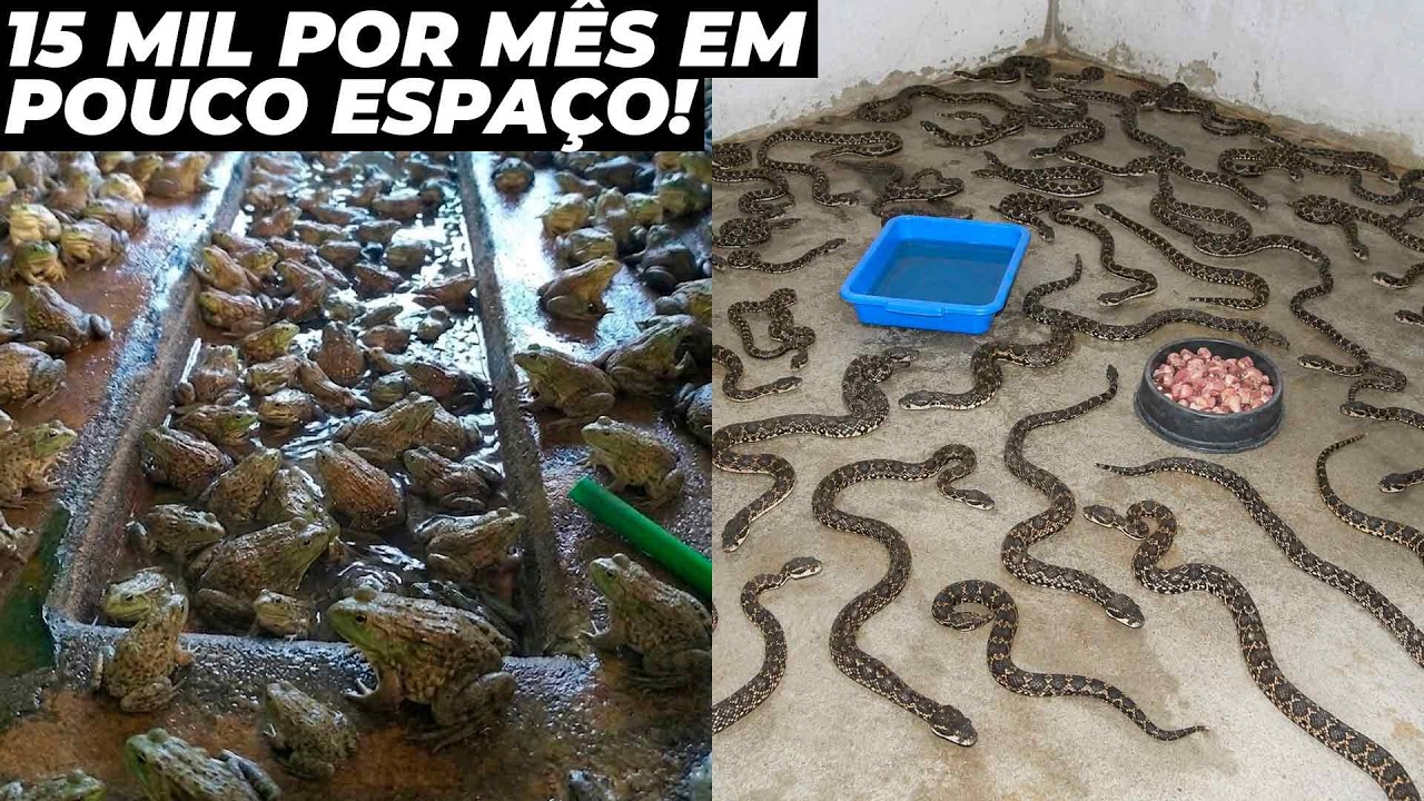 5 Criações de animais que dão muito dinheiro em pouco espaço