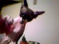 sphynx cat?bombon sphynx cat?bombon
