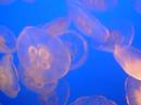 swimming with the jellies..... swimming with the jellies.....