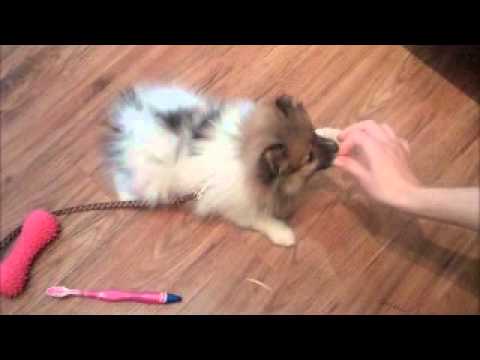 how to care pomeranian