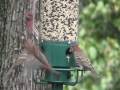 videos de Birdies!