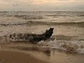 Video screenshot