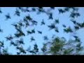 Migratory Birds from CENTRAL ASIA Migratory Birds from CENTRAL ASIA