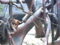 Prag Zoo - Aber der svinger sig i rebene Prag Zoo - Aber der svinger sig i rebene
