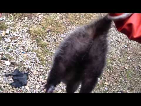 how to get rid possums