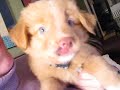 Daintree Duck Tollers Bombay