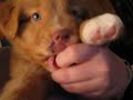 Daintree Duck Tollers Bombay
