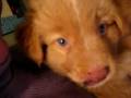 Daintree Duck Tollers Bombay