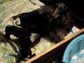 deerhound puppies - 4 weeks old