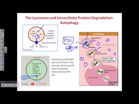 how to isolate lysosomes