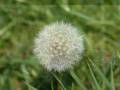 videos de Remko Robijn - Teebags On A Flower