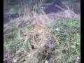 videos de Husqvarna 125 messing about