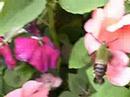 Hummingbird Moth Hummingbird Moth