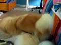 Henry and Eloise Fighting! Henry and Eloise Fighting!