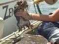videos de dog wash