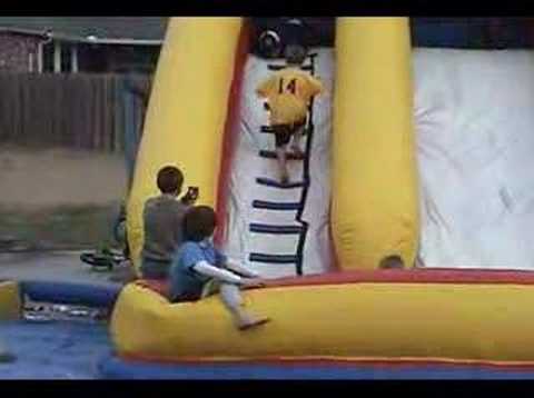 air,corgi,kids