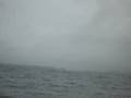 videos de La coda della Balena