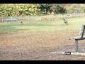 Safety Tips for Kids and Dogs