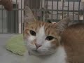 Sheltered Cats and Dogs on Houston SPCA
