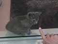 Sheltered Cats and Dogs on Houston SPCA