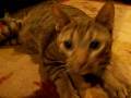 videos de 100_2179.mov