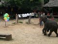 Elephant Darts
