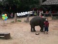 Elephant Darts