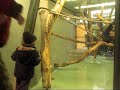 Julian and the ape play at Milwaukee County Zoo
